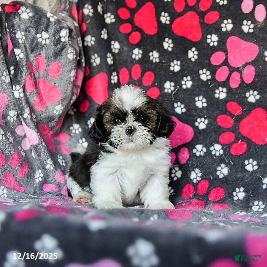 Shih Tzu dogs Mint - Ad 40