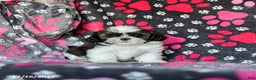 Shih Tzu dogs for sale: Mint - Ad 1