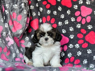 Shih Tzu dogs Mint - Ad 6