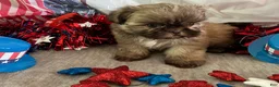 Shih Tzu dogs for sale: Kona - Ad 3