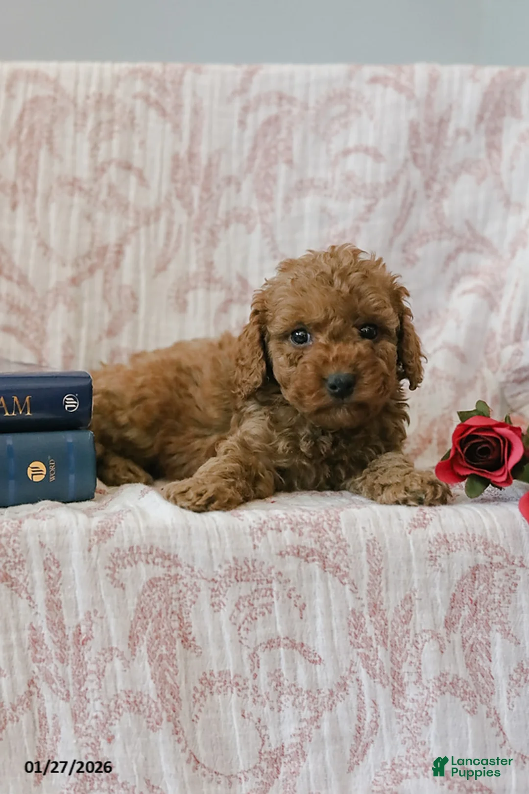 Cockapoo dogs for sale: Jadon - Ad 3