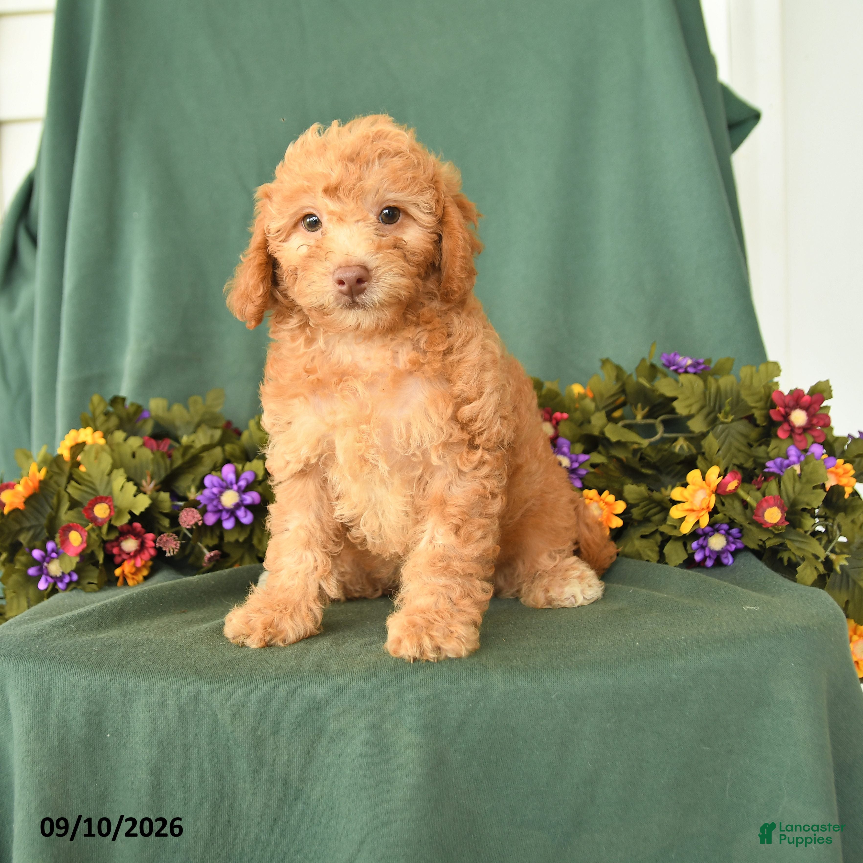 Toy Poodle dogs for sale: Patricia - Ad 1