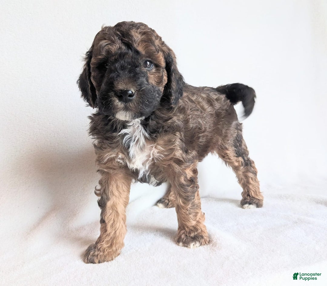 Mini Goldendoodle dogs for sale: Diesel F1B - Ad 2