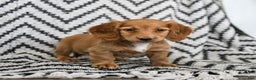 Miniature Dachshund dogs for sale: Zola - Ad 4