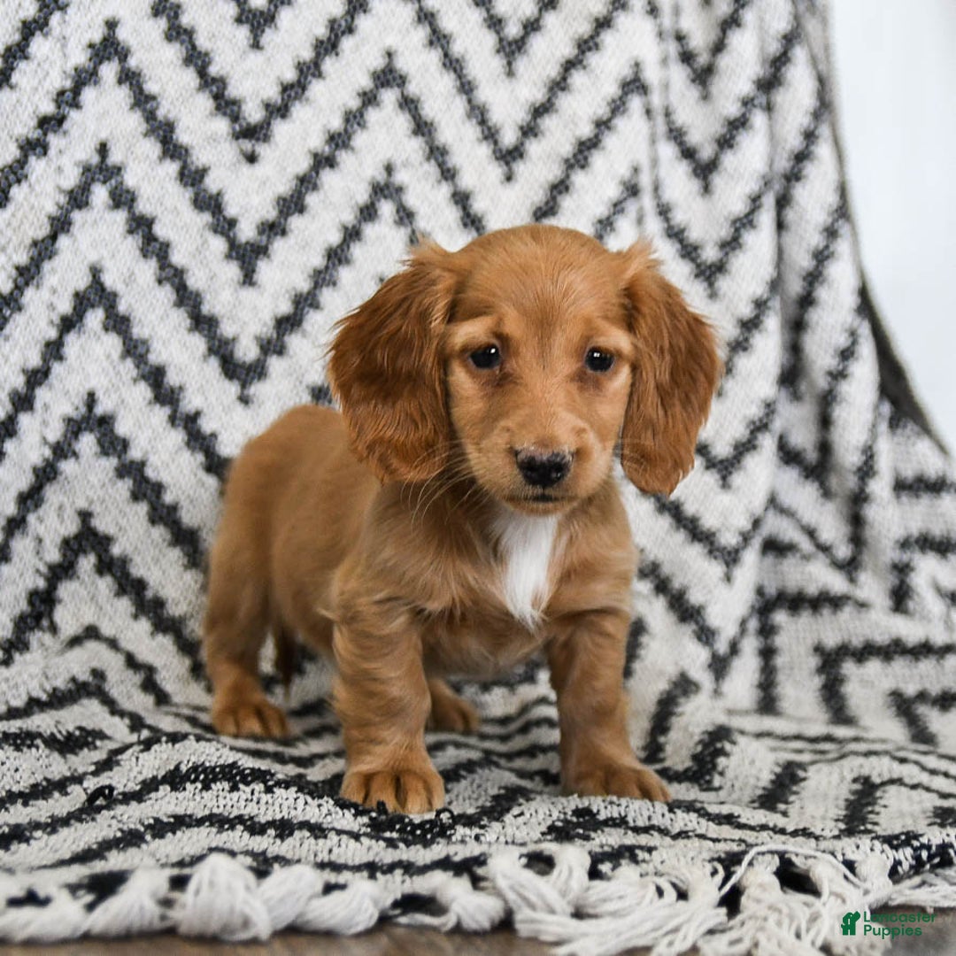 Miniature Dachshund dogs for sale: Zola - Ad 4