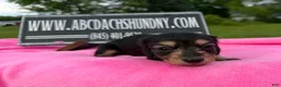 Miniature Dachshund dogs for sale: South African AKC  - Ad 7