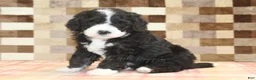 Mini Bernedoodle dogs for sale: Chief - Ad 4