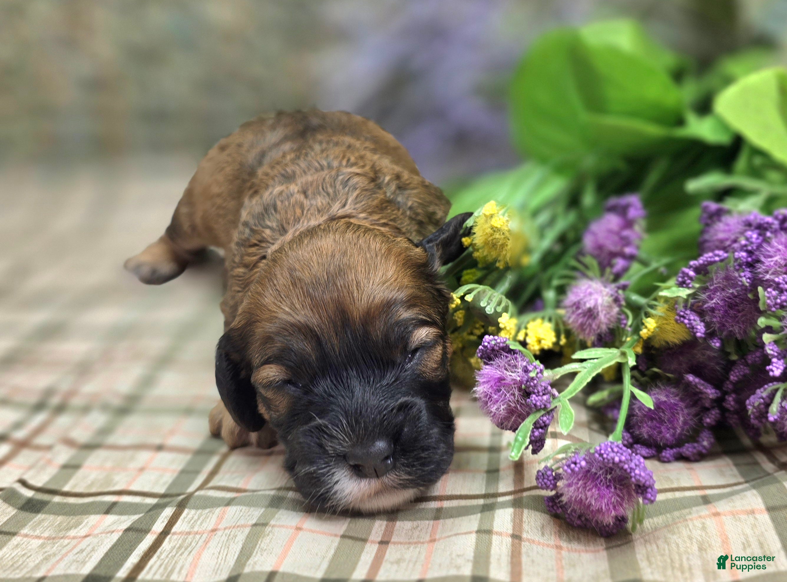 Cockapoo dogs Magi Lune - Ad 9