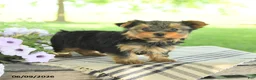 Yorkshire Terrier dogs for sale: Honey - Ad 3