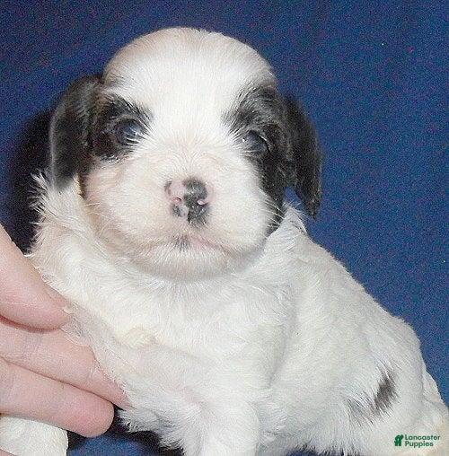 Shihpoo dogs Opie - Ad 1