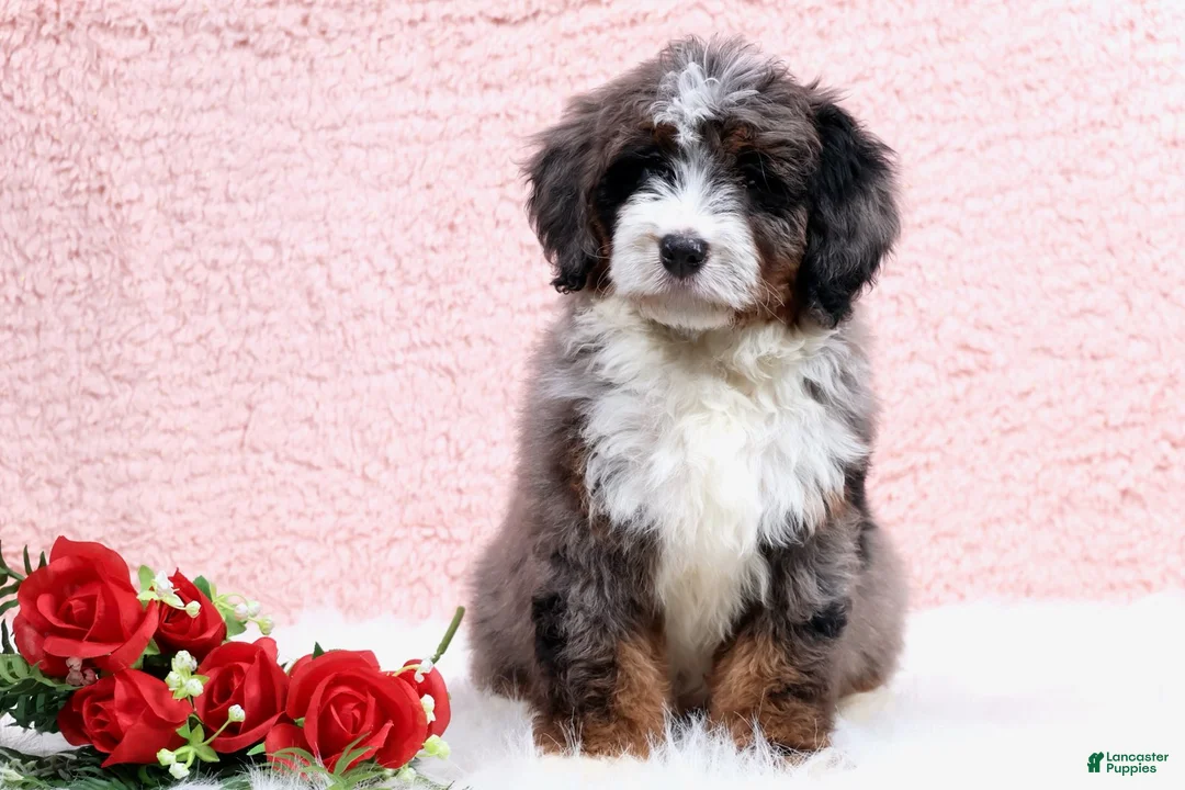 Mini Bernedoodle dogs for sale: Edison - Ad 4