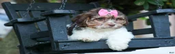 Teddy Bear dogs for sale:  Olive 🎀 - Ad 9