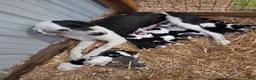 Sheepadoodle dogs for sale: Sheepadoodle 7 - Ad 4