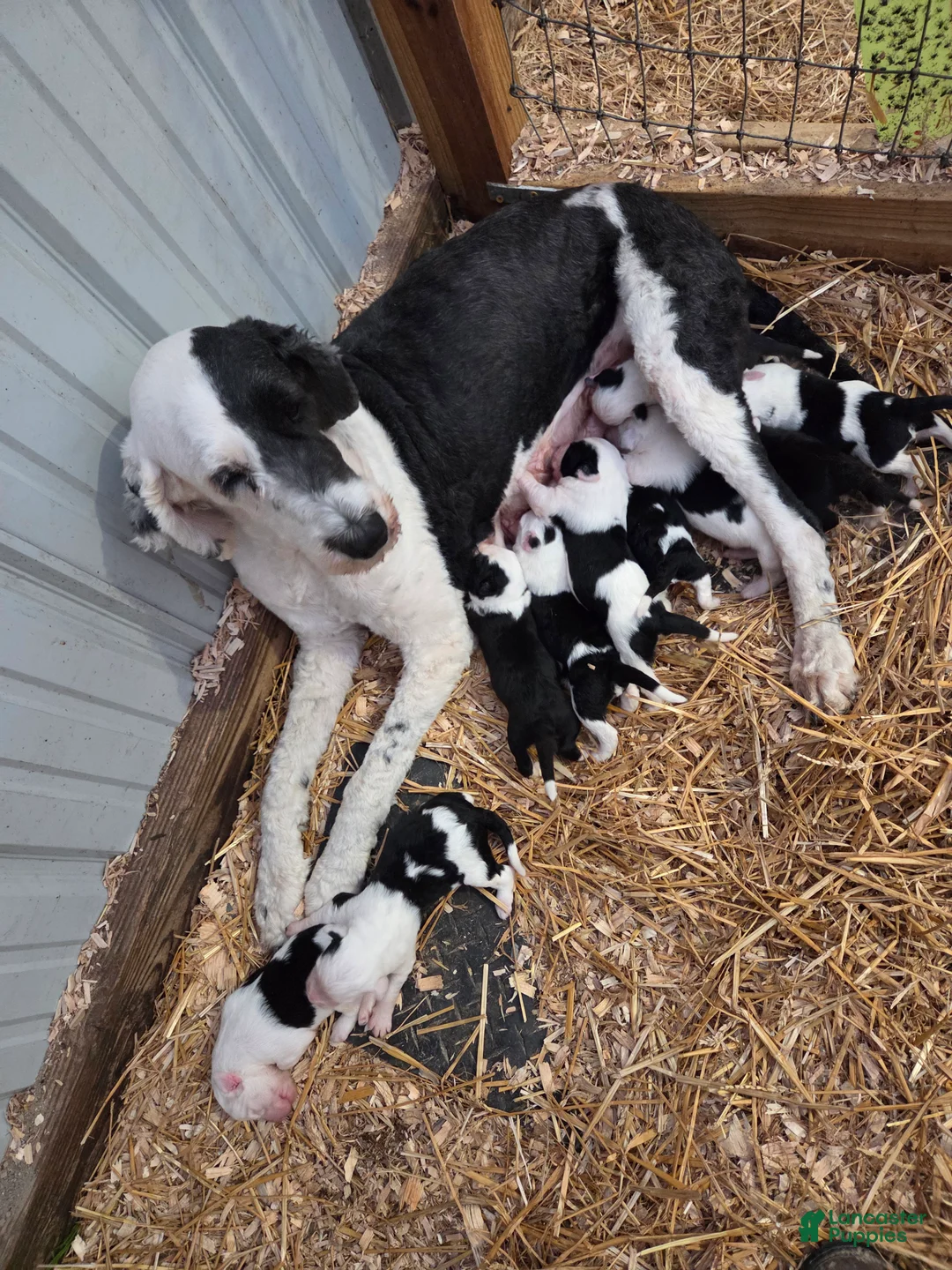 Sheepadoodle dogs for sale: Sheepadoodle 7 - Ad 4