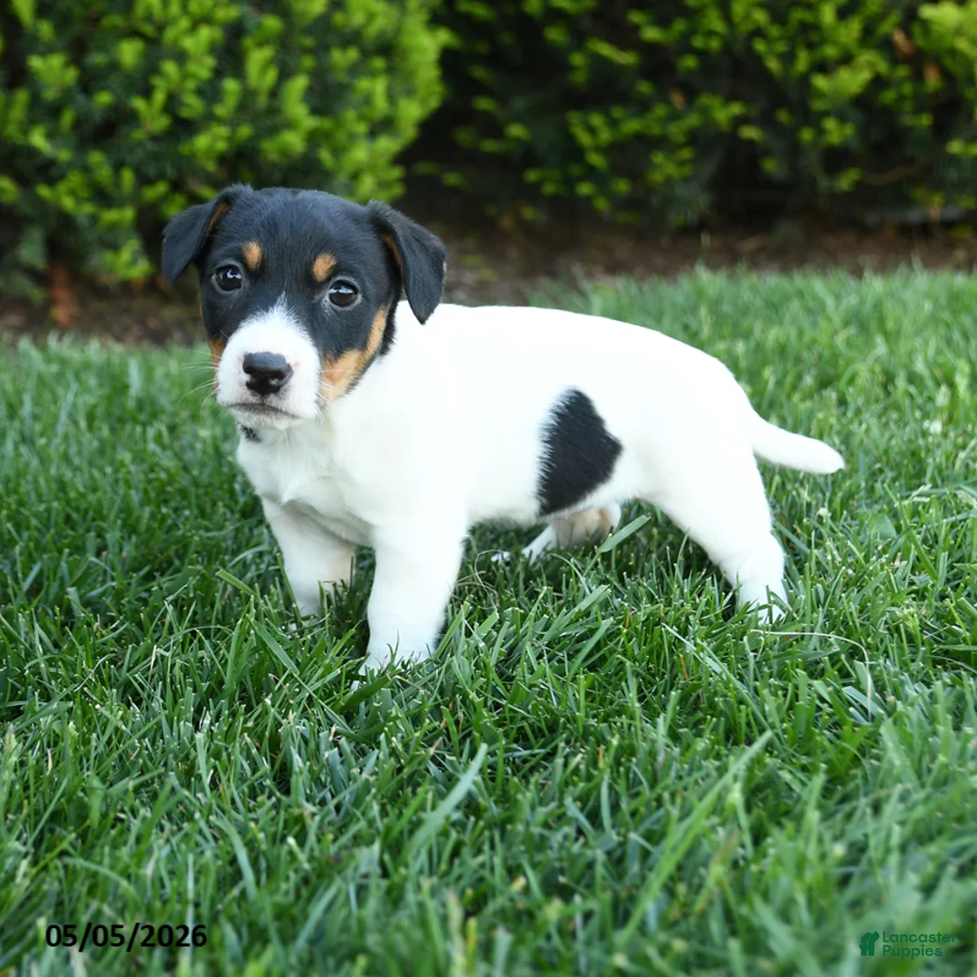 Jack Russell Terrier dogs for sale: Olive  - Ad 3