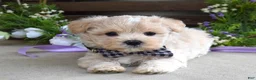 Maltipoo dogs for sale: Leo - Ad 6