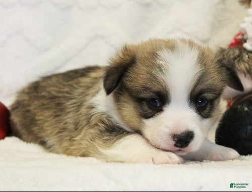 Welsh Corgi Pembroke dogs Prancer Genetically CLEAR - Ad 3