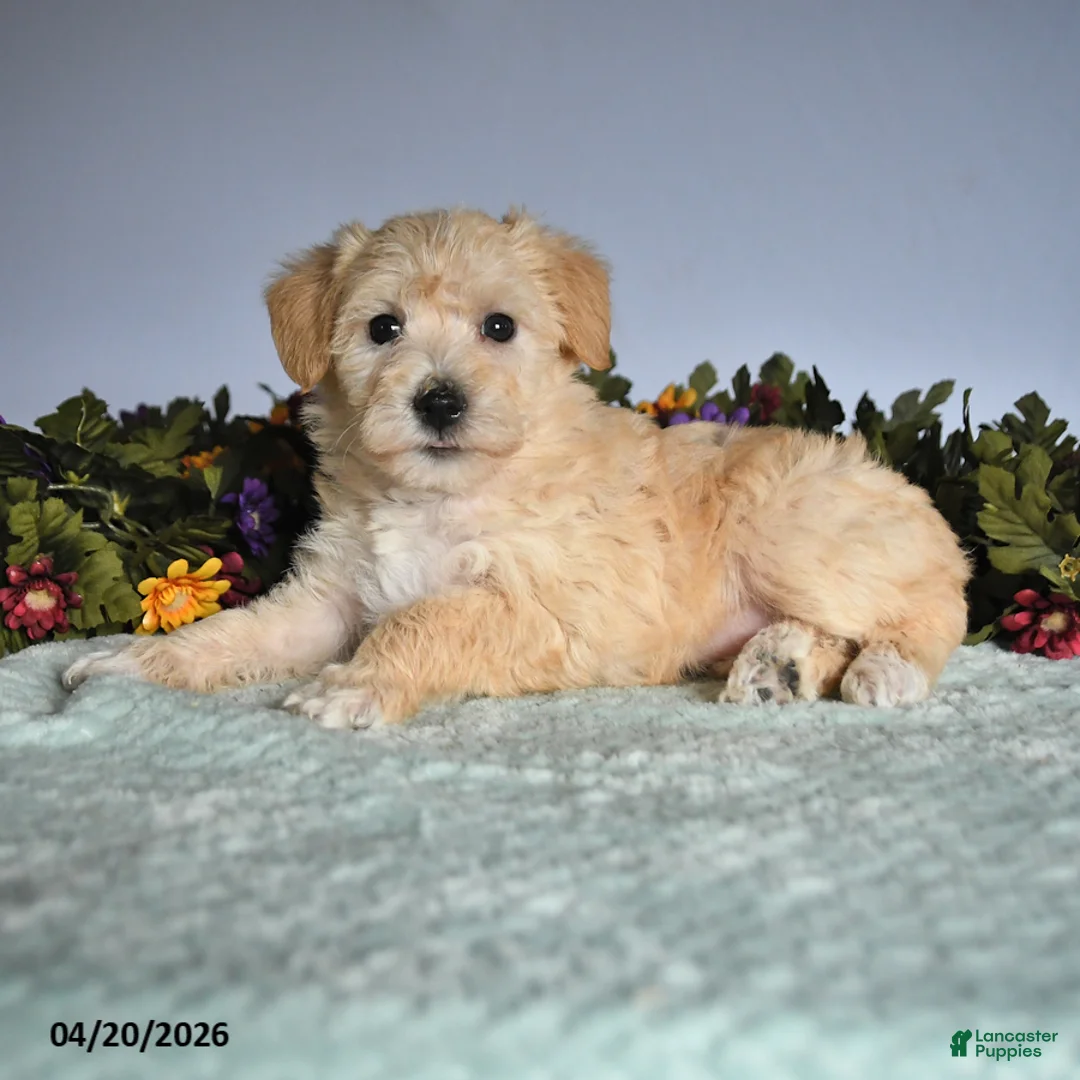 Mixed Breed dogs for sale: Pip  - Ad 1
