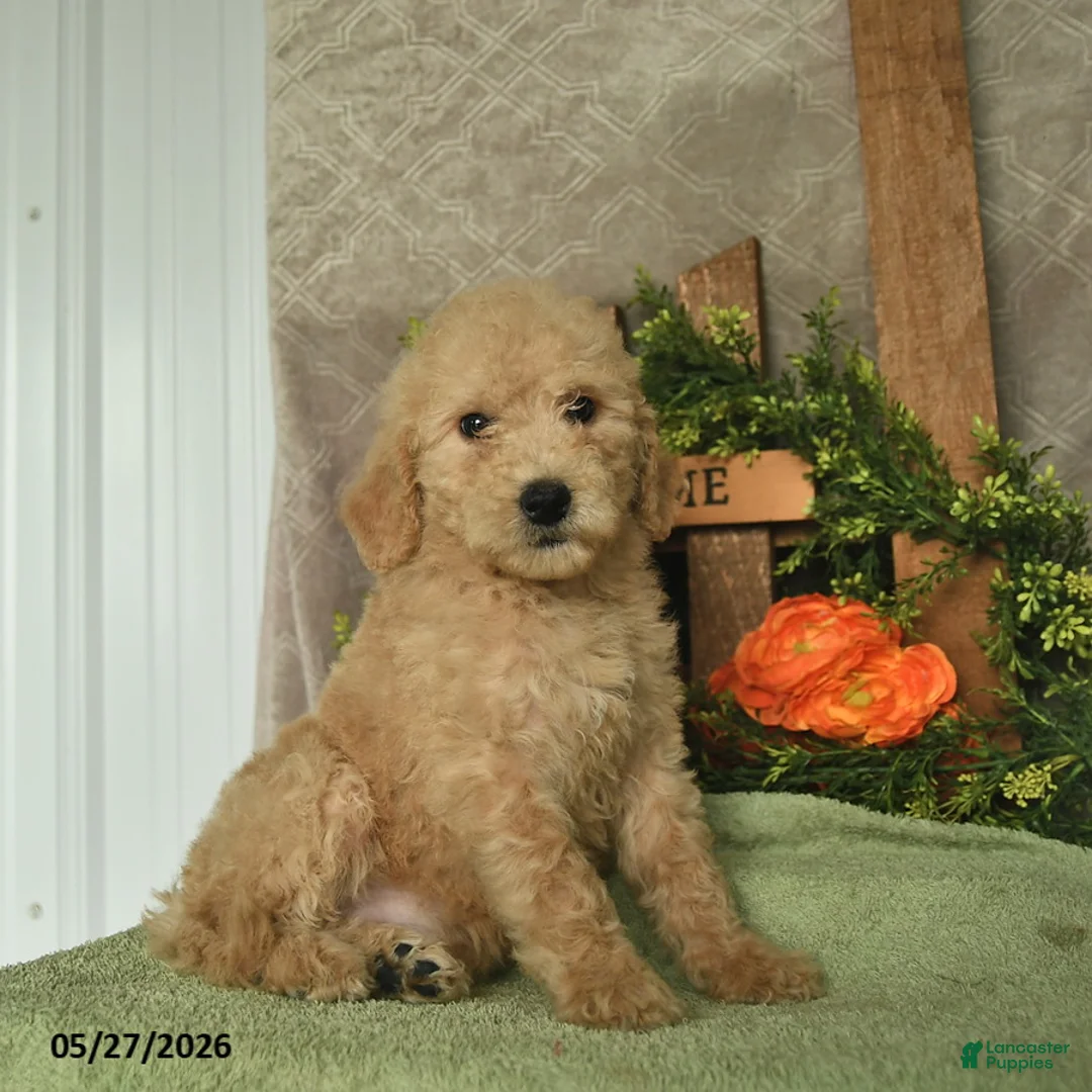 Mini Goldendoodle dogs for sale: Hazel  - Ad 2