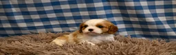 Cavalier King Charles Spaniel dogs for sale: Marcy - Ad 5