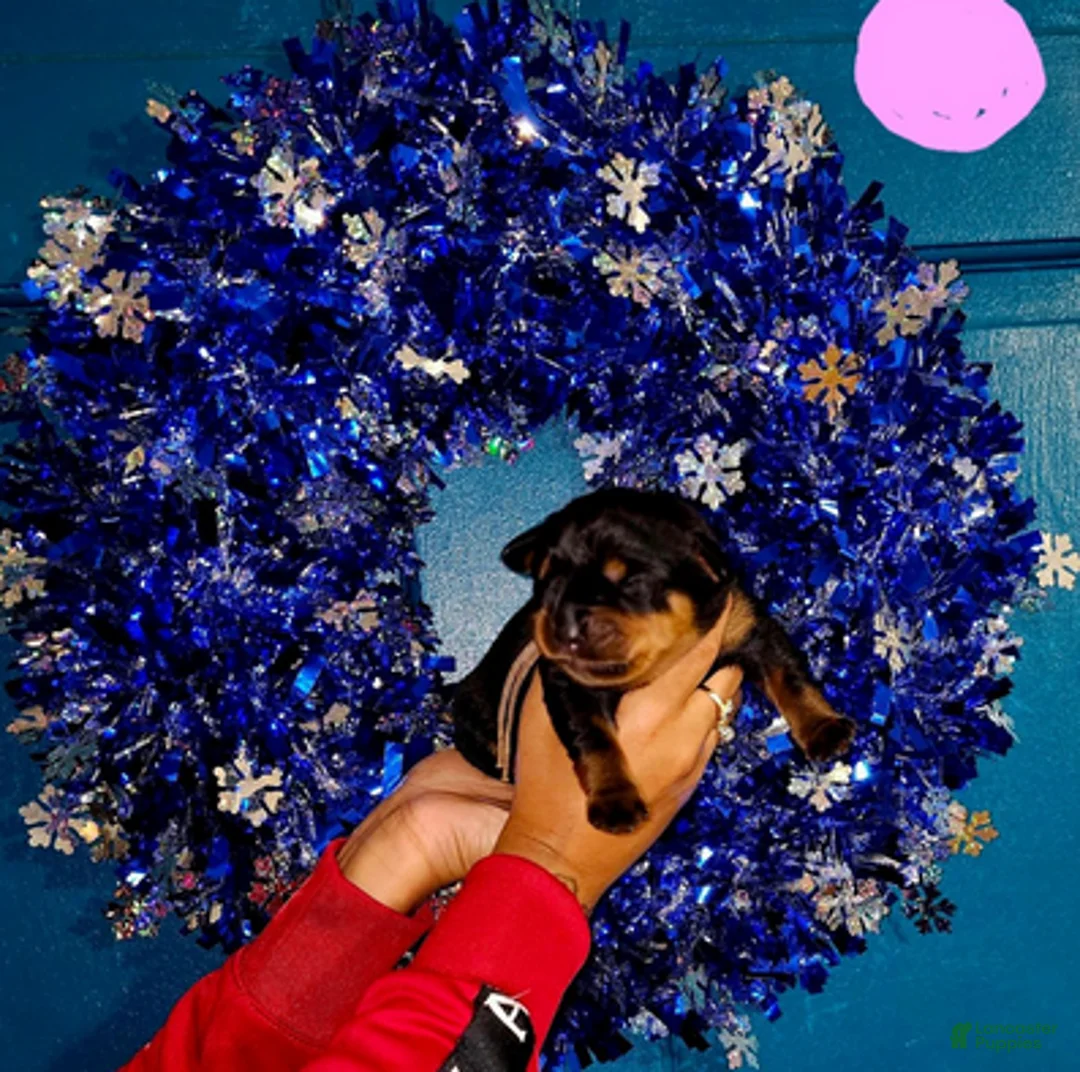 Rottweiler dogs for sale: Light Pink Girl - Ad 7