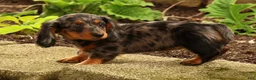 Miniature Dachshund dogs for sale: Tiny - Ad 7