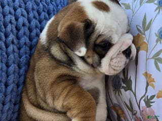 English Bulldog dogs Bulldozer - Ad 8