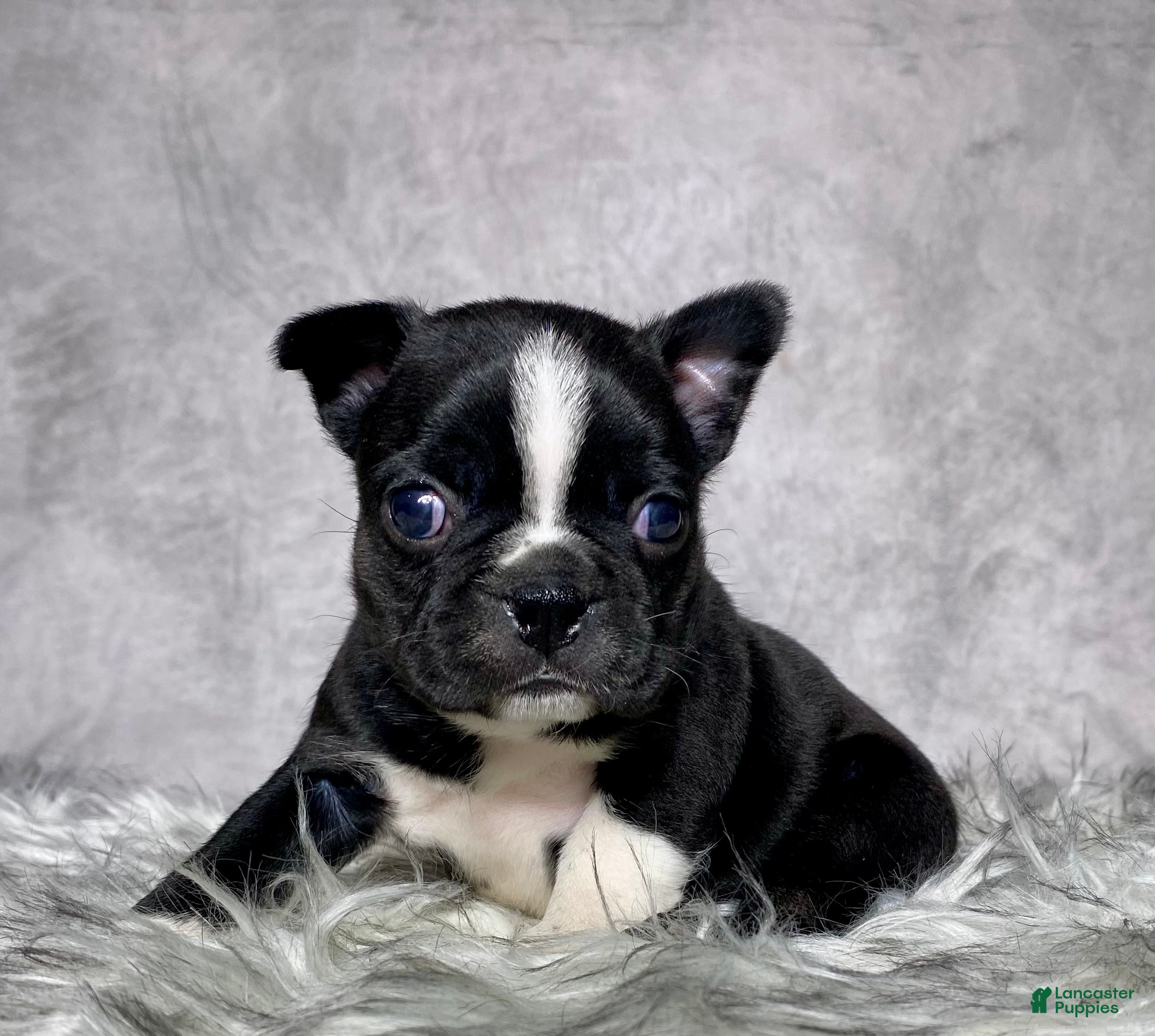Mixed Breed dogs Miss Ellie - Ad 1