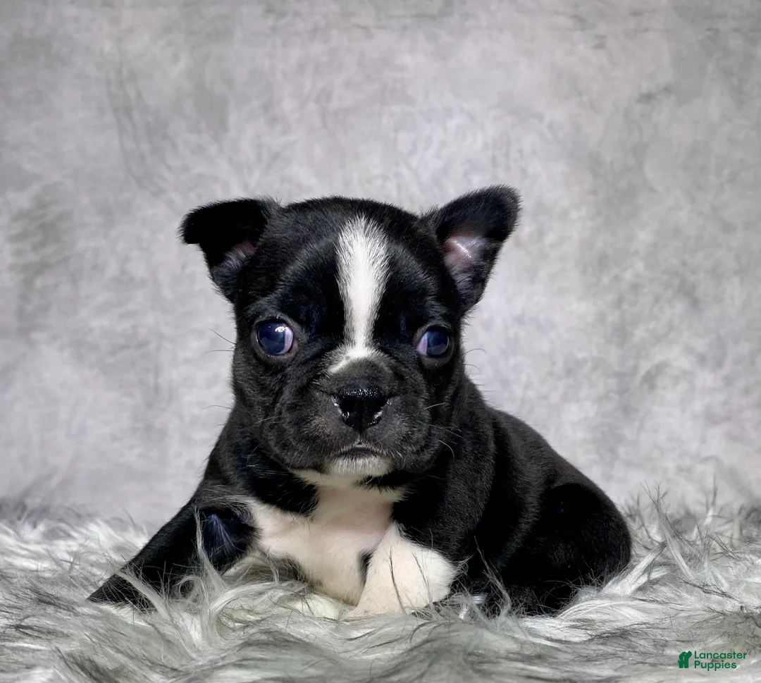 Mixed Breed dogs for sale: Miss Ellie - Ad 1