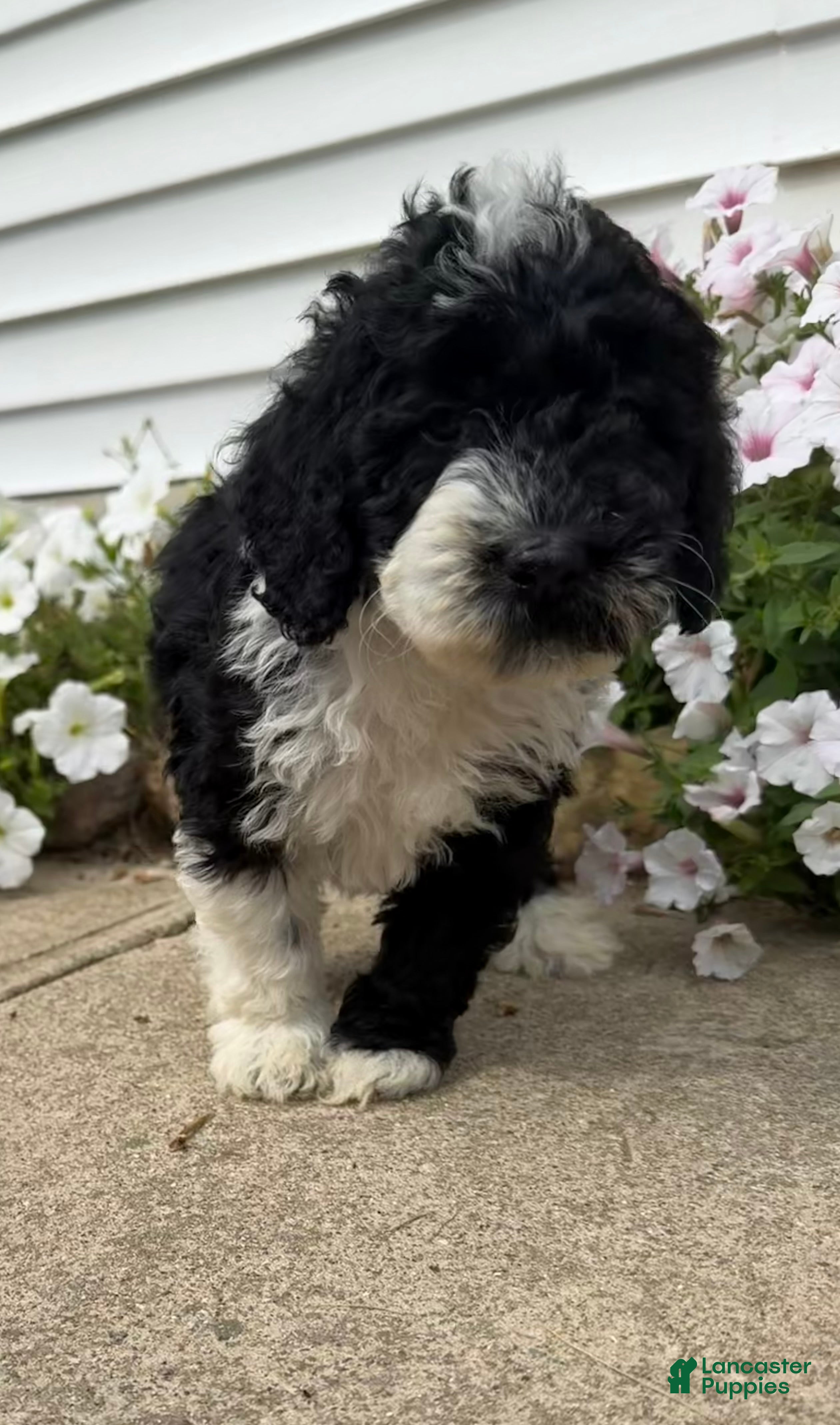 Miniature Poodle dogs Ricky - Ad 2