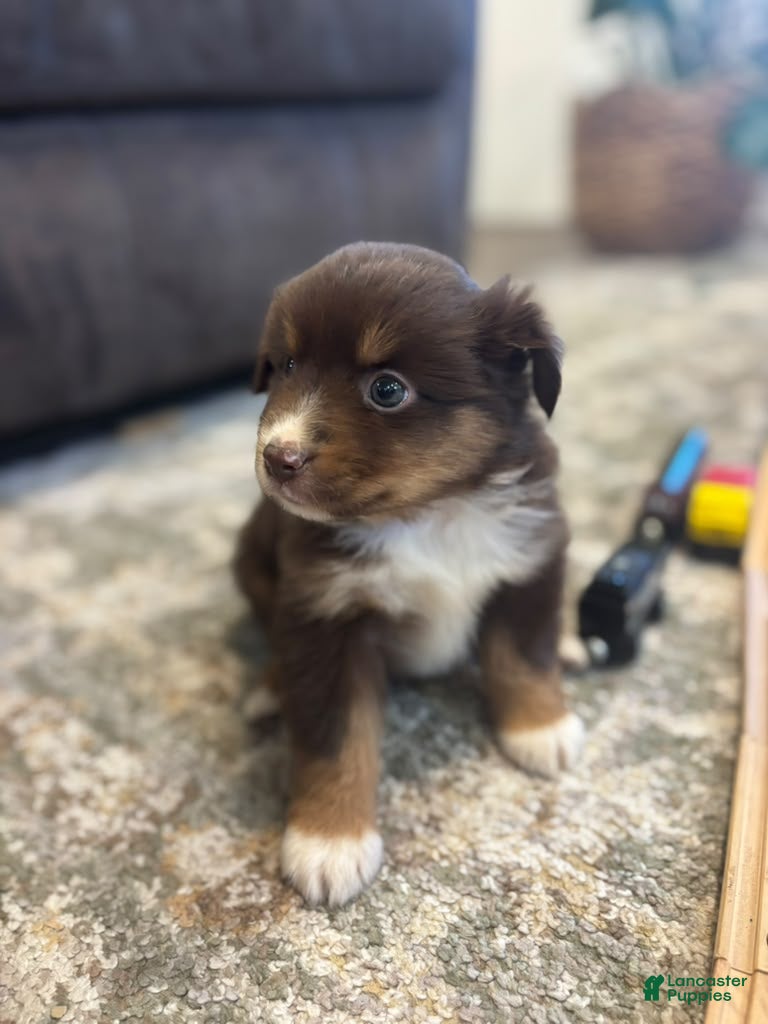 Miniature Australian Shepherd dogs Daisy - Ad 2