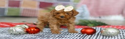Miniature Poodle dogs for sale: Luna - Ad 1