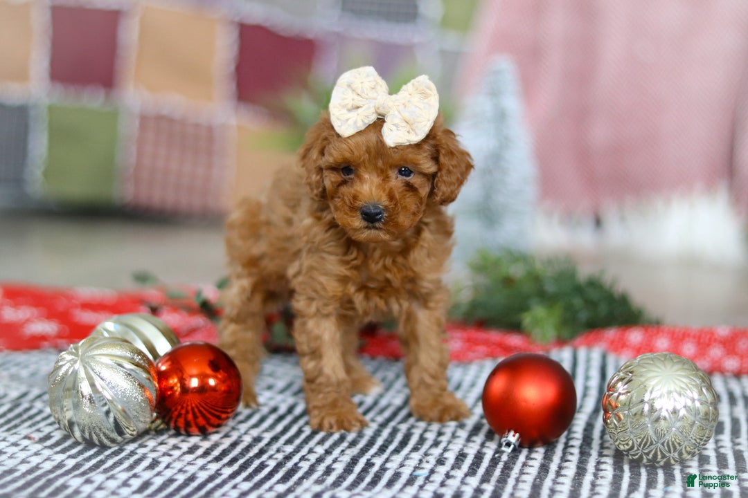 Miniature Poodle dogs for sale: Luna - Ad 1