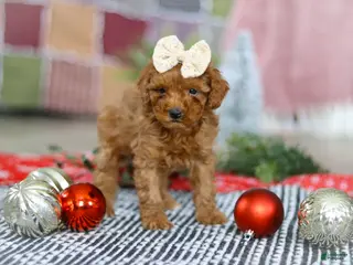 Miniature Poodle dogs Luna - Ad 38