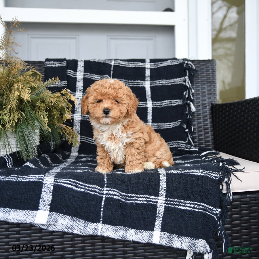 Bichon Frise dogs for sale: Lucy - Ad 3