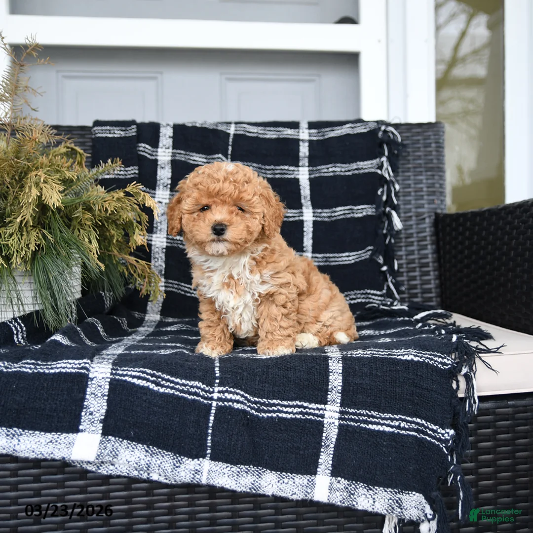 Bichon Frise dogs for sale: Lucy - Ad 1