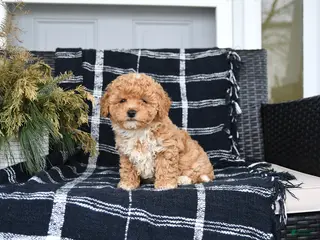 Bichon Frise dogs for sale: Lucy - Ad 3