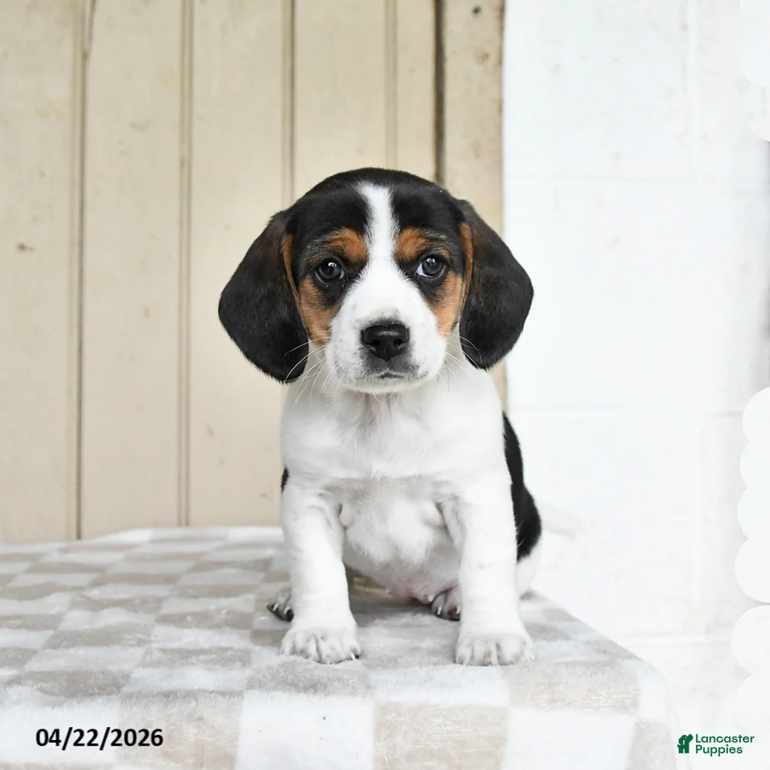 Mixed Breed dogs for sale: London - Ad 2