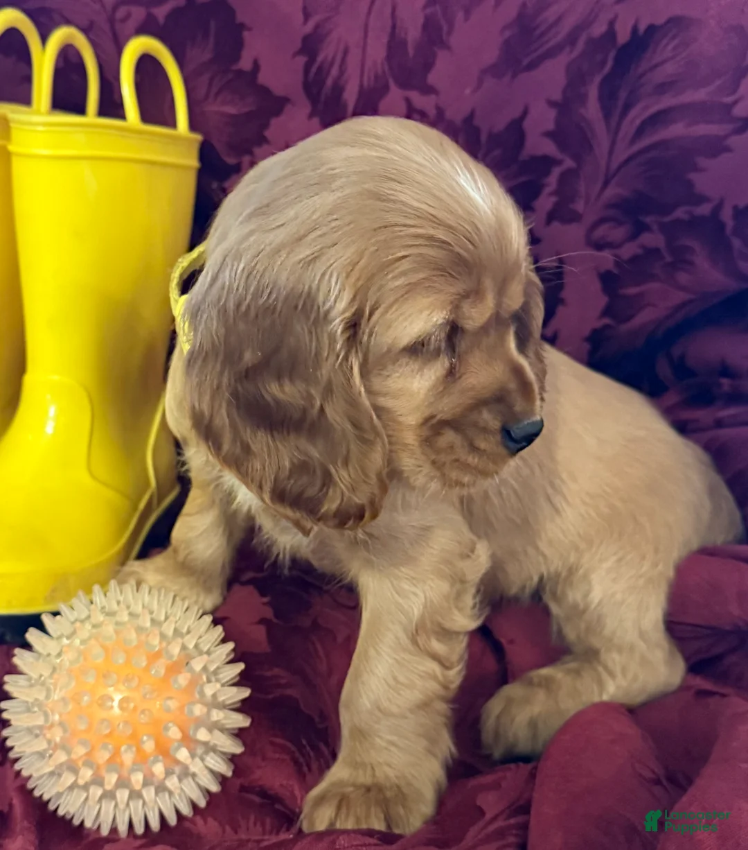Cocker Spaniel dogs for sale: Cocker Spaniel Puppy DANNY - Ad 2