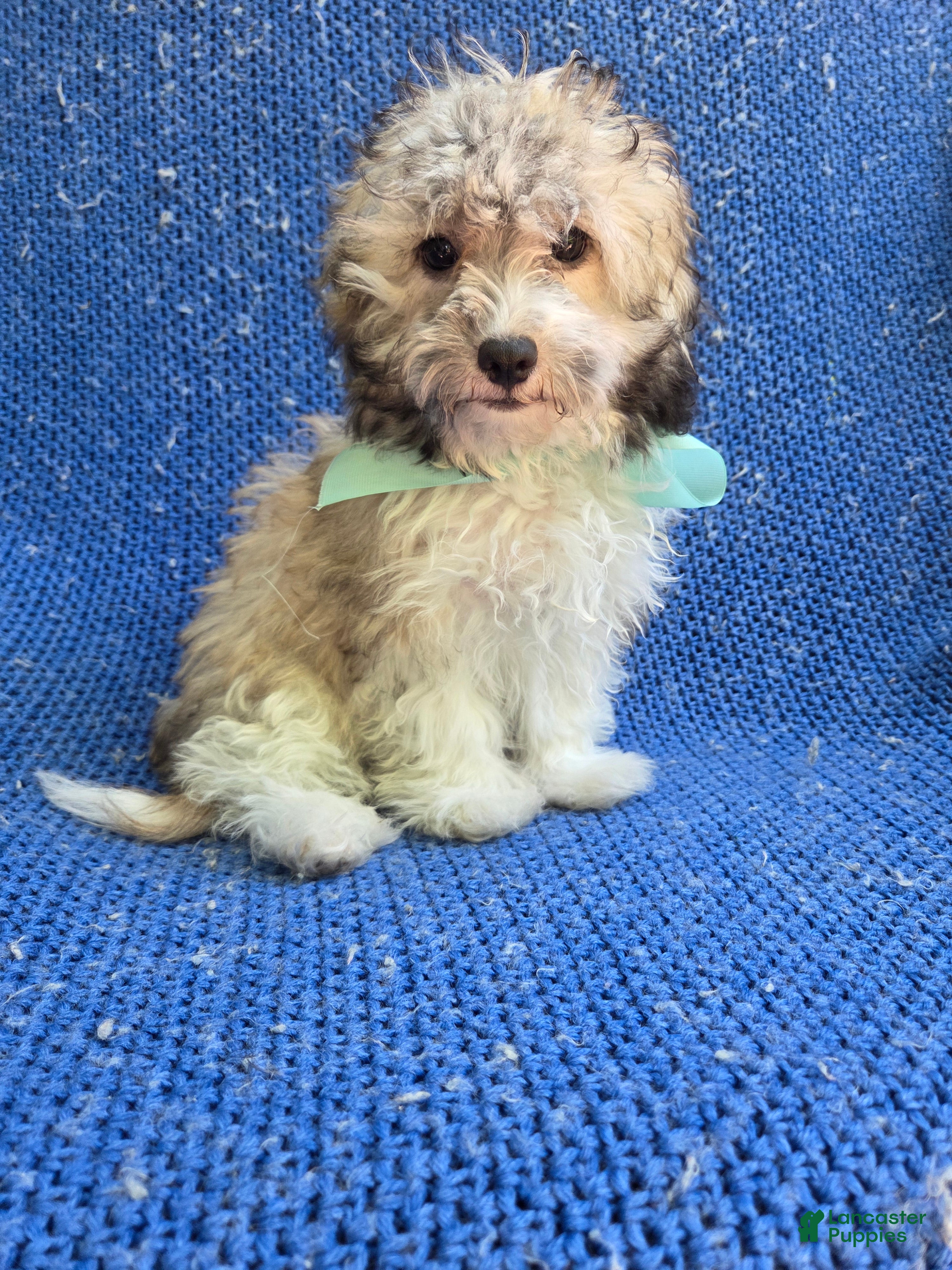 Morkie dogs Weslee  - Ad 27