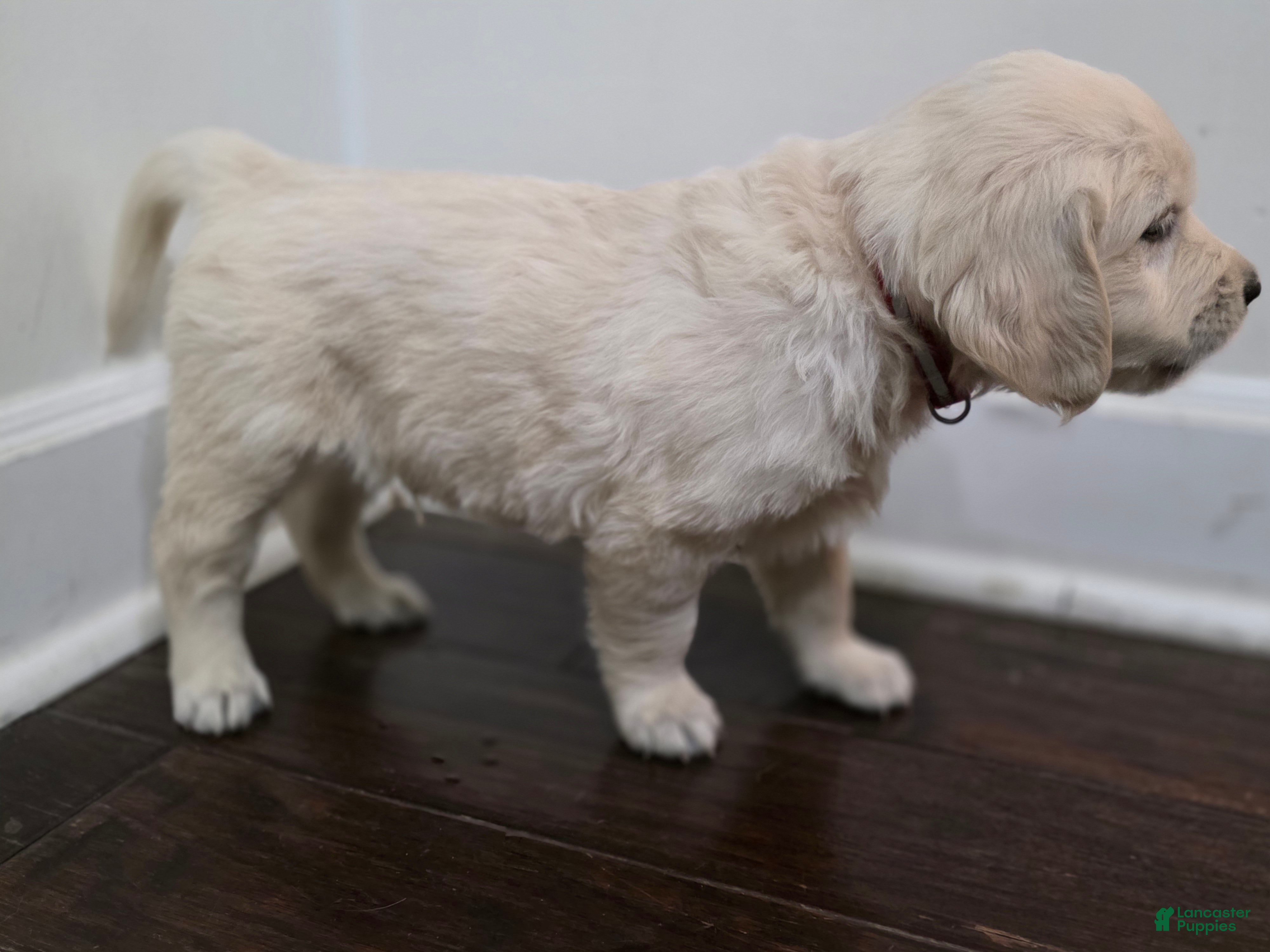 Golden Retriever dogs Pops, Champion Sired - Ad 2