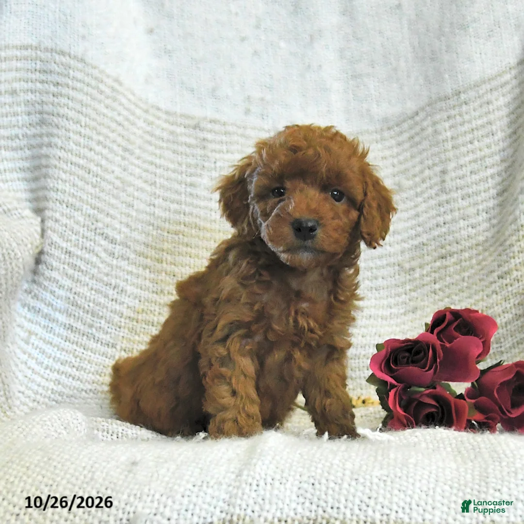 Cockapoo dogs for sale: Caleb - Ad 2