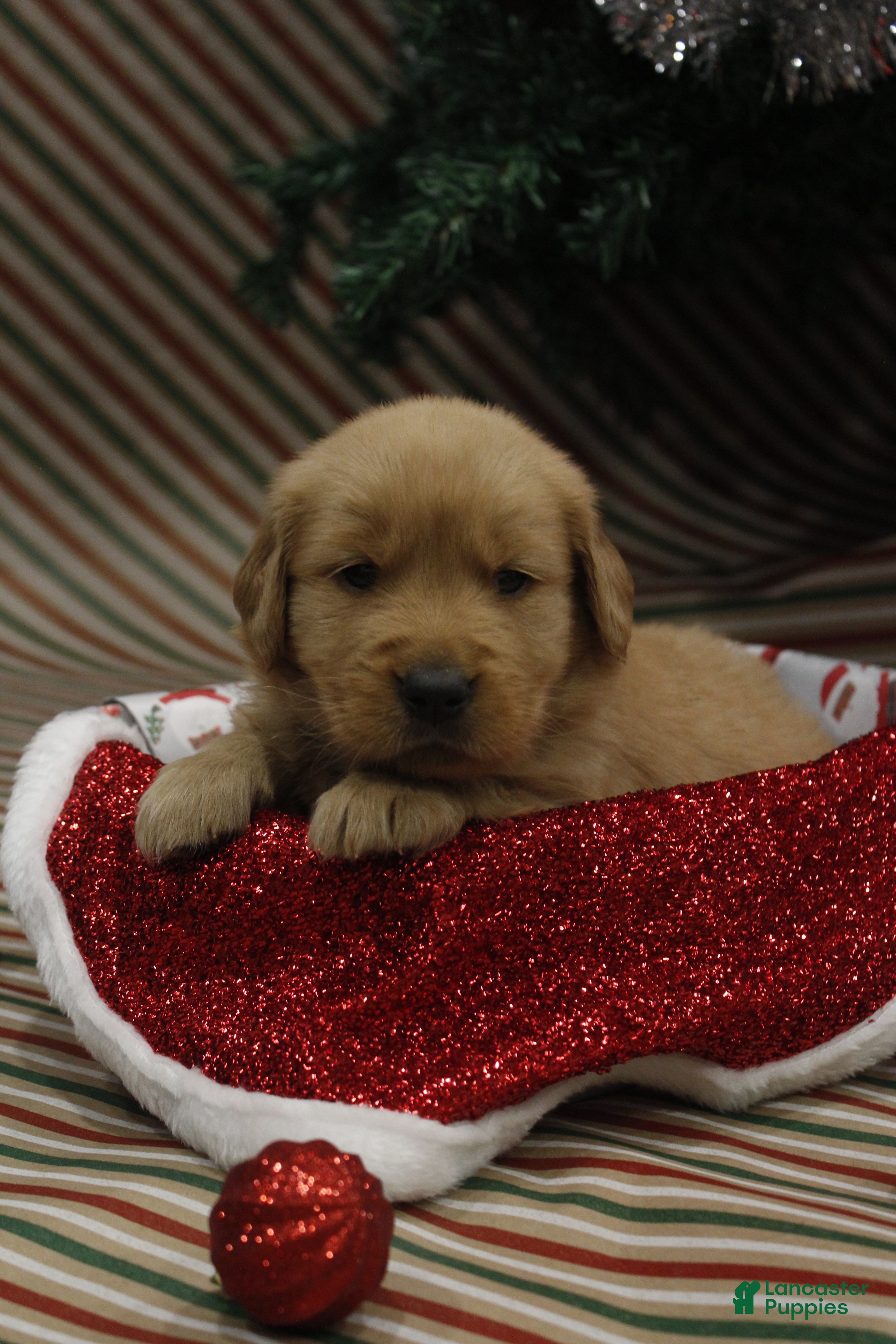 Golden Retriever dogs Frosty - Ad 17