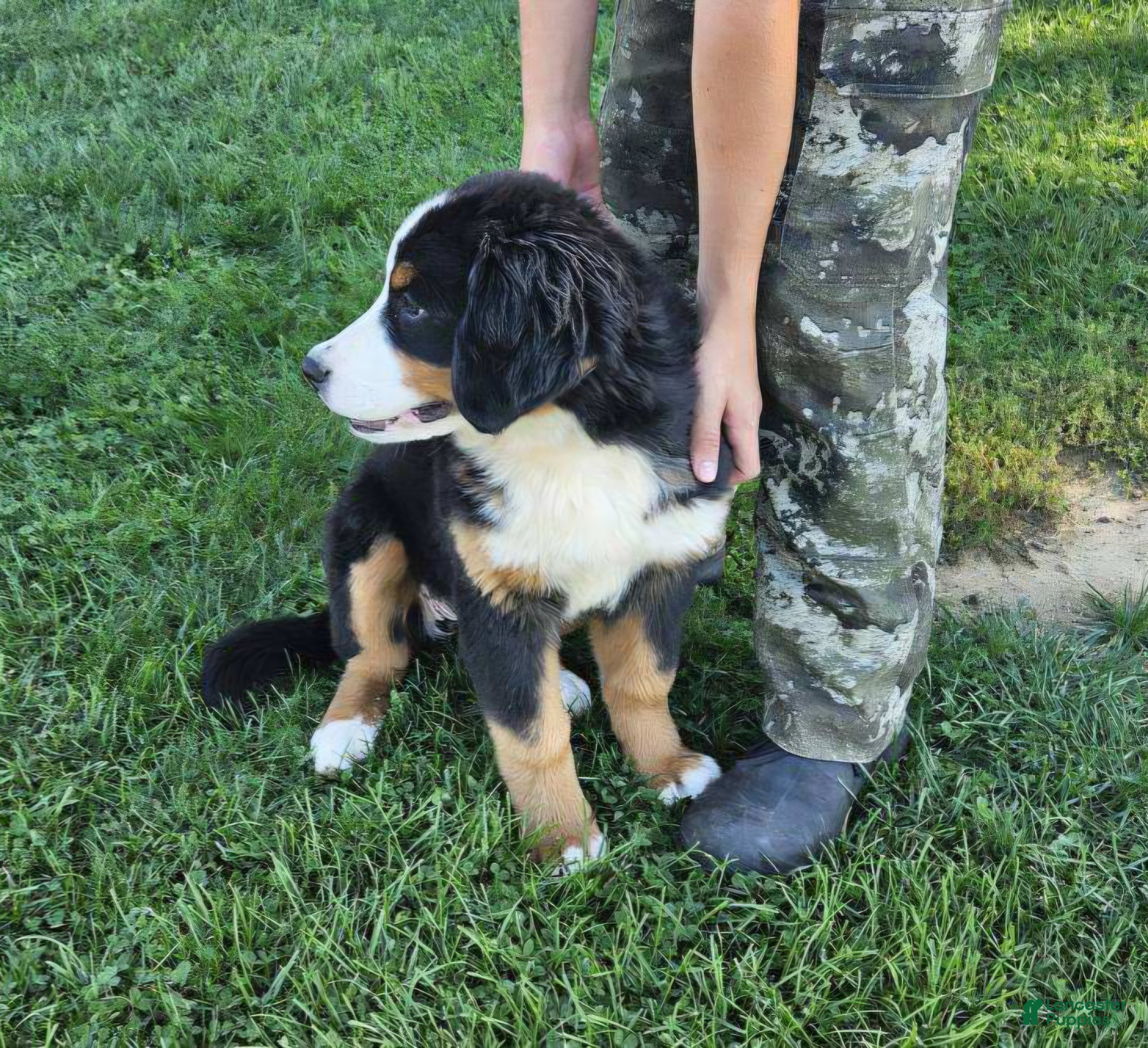 Bernese Mountain Dog dogs Roxie - Ad 2