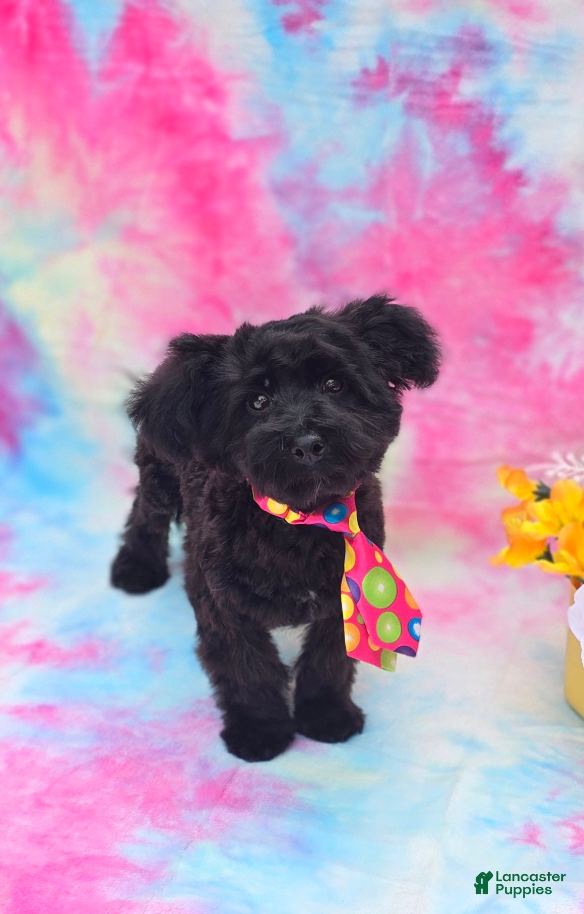 Mixed Breed dogs Noodle Morkipoo  - Ad 1