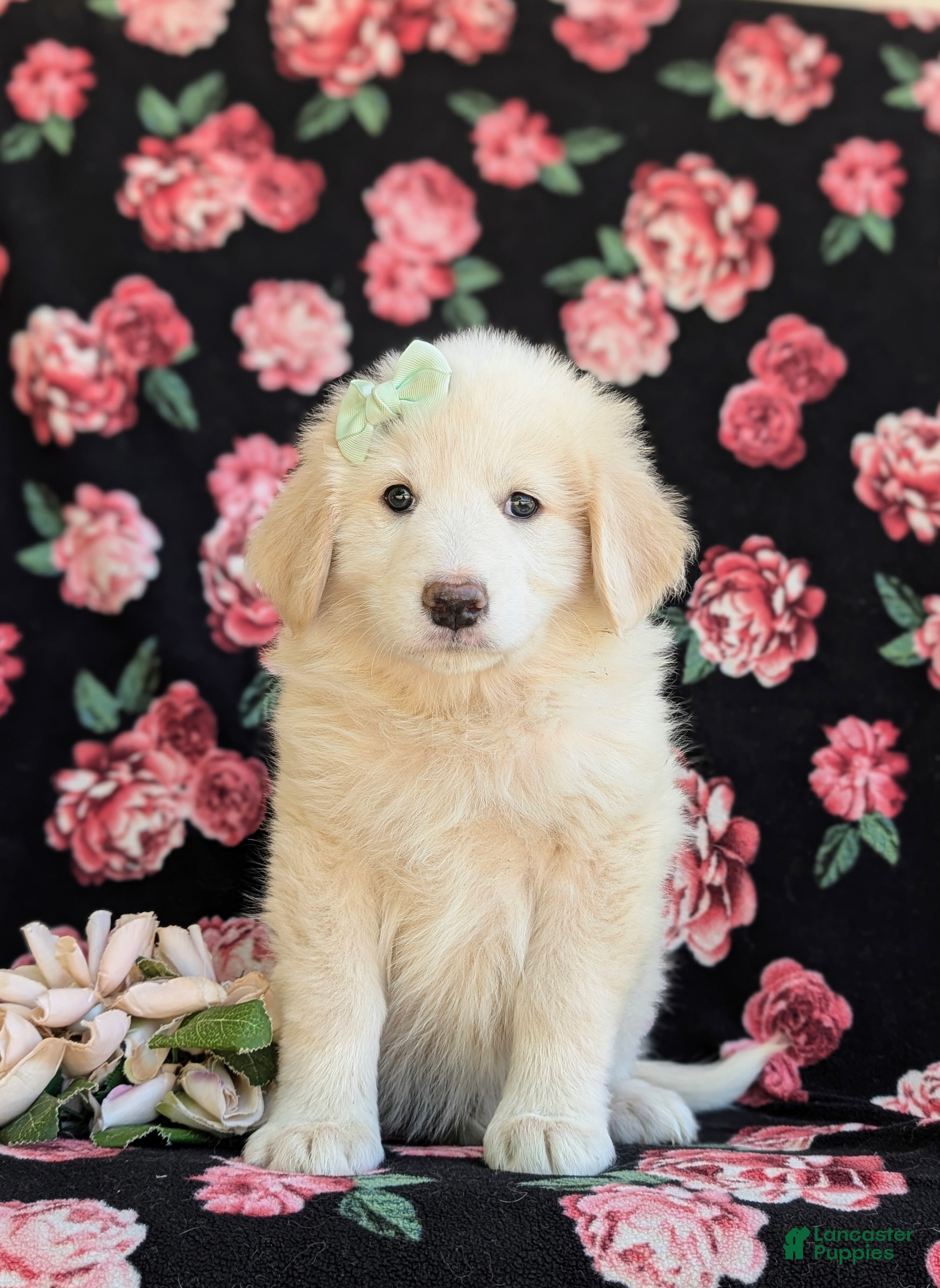 Mixed Breed dogs Myla - Ad 2
