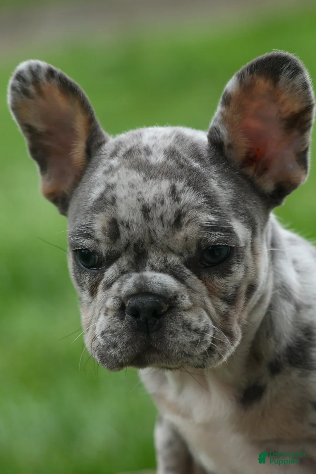 French Bulldog dogs for sale: Archie Beautiful Merle  Pup💙🐾 - Ad 2