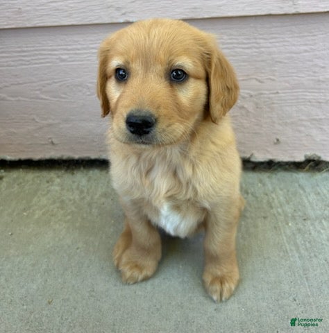 Goldendoodle dogs Bella - Ad 2