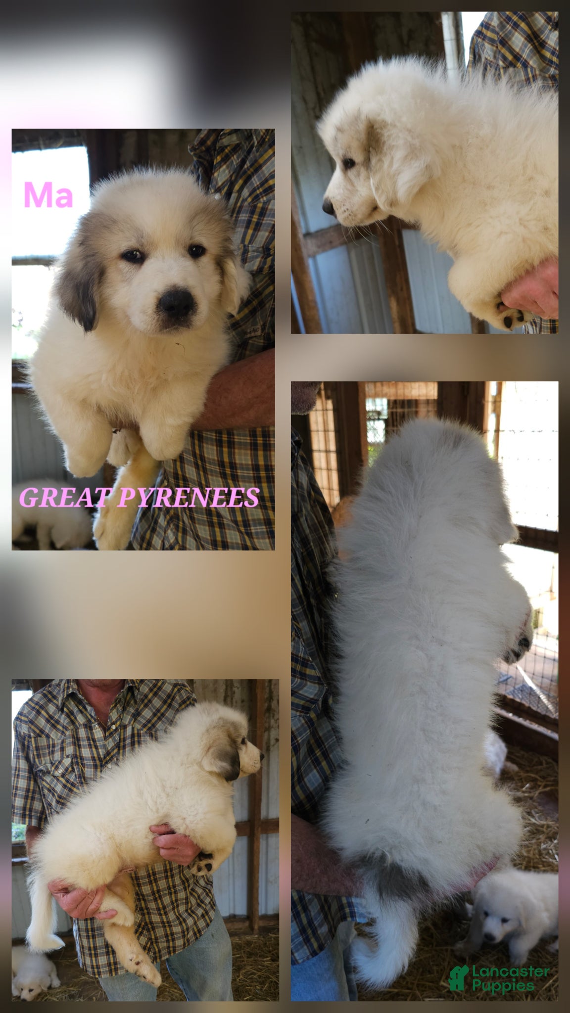 Great Pyrenees dogs Great Pyrenees Puppy 1 - Ad 2