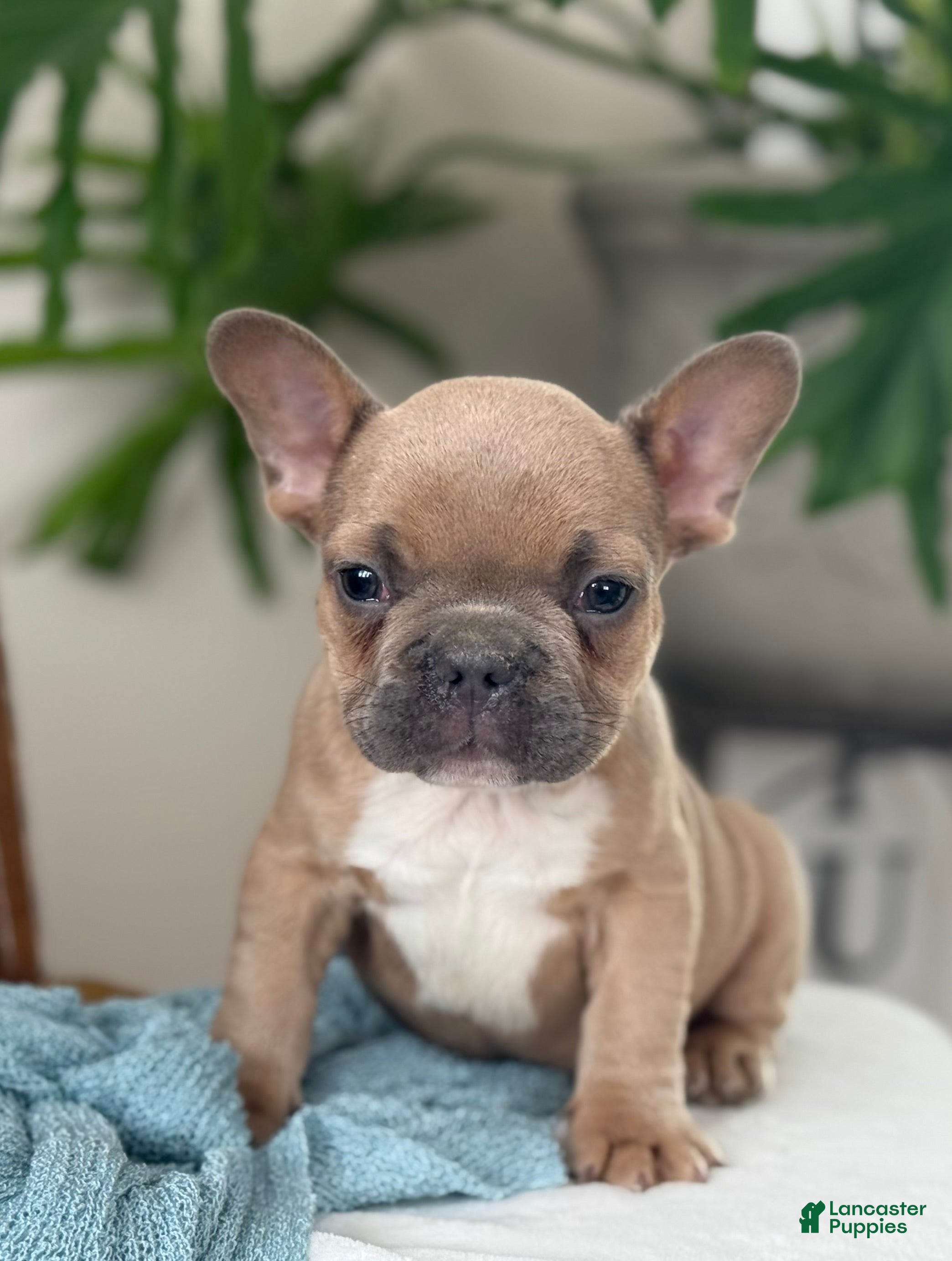 French Bulldog dogs Wilder - Ad 2